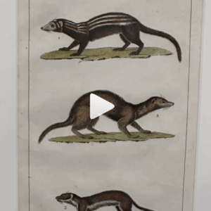 Four framed 19th century French hand coloured engravings of smaller animals.